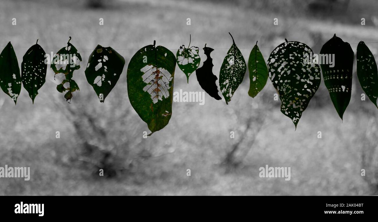 Anordnung der Blätter mit Biss mark Muster durch Insekten im Regenwald des Amazonas in Peru verursacht Stockfoto