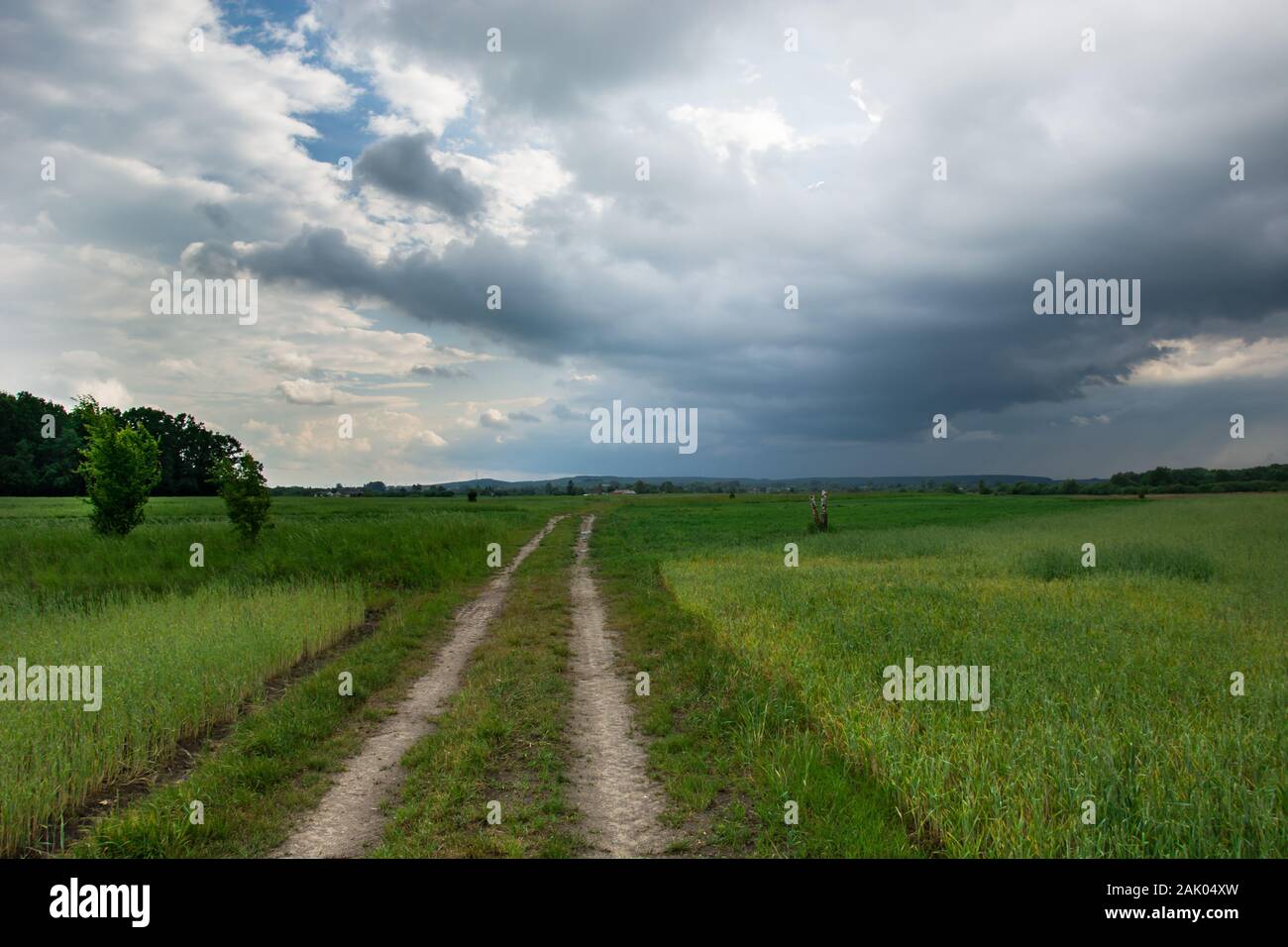 Unbefestigte Straße durch Grünreife Felder, Horizont und einem trüben regnerischen grauen Himmel Stockfoto