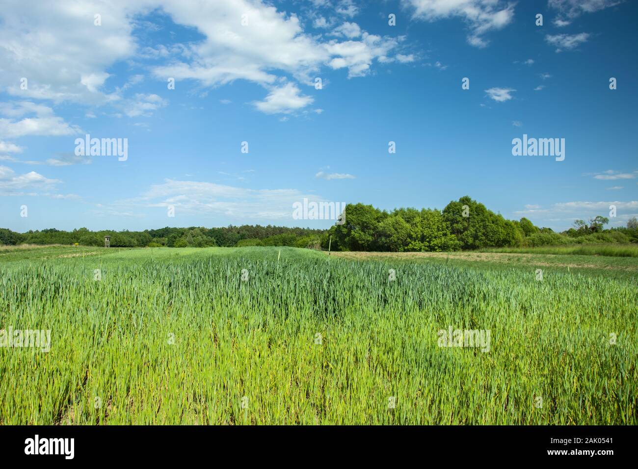 Grüne junge getreideart in Feld, Wald und weiße Wolken am blauen Himmel Stockfoto