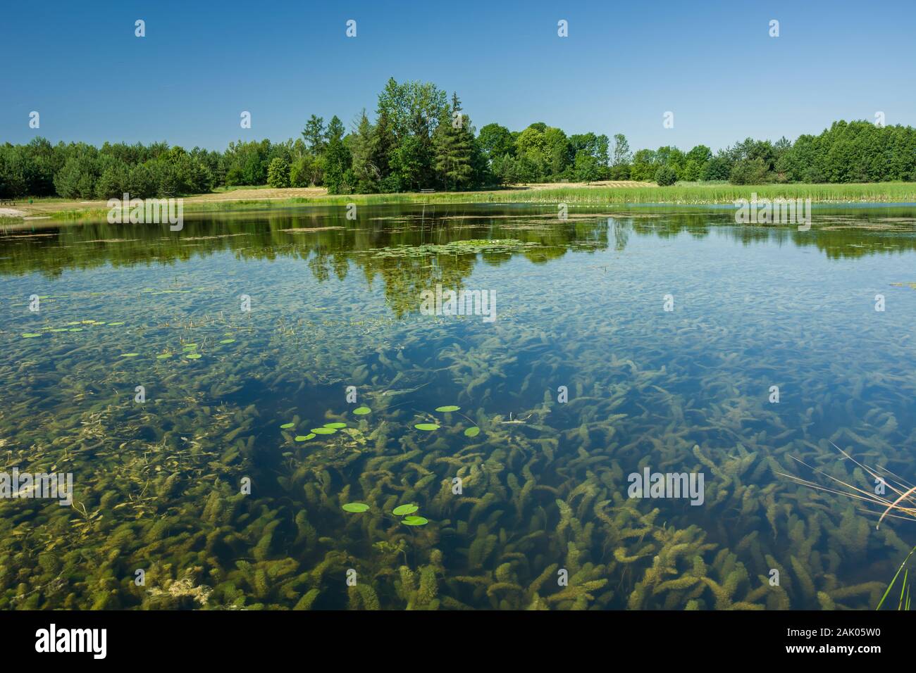 Anzeigen von Pflanzen unter Wasser, Bäume am Ufer und blauer Himmel. Dubienka, Polen Stockfoto