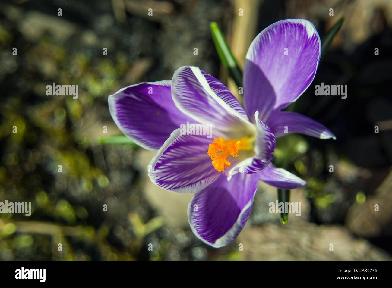 Nahaufnahme auf die violette Crocus Blume - Makro Stockfoto