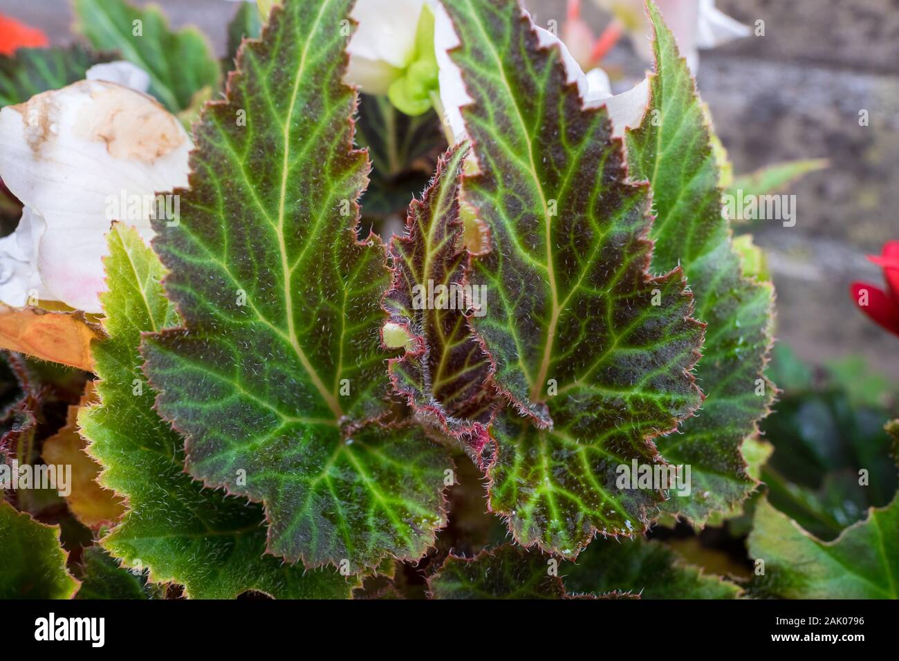 Blätter von Begonia tuberhybrida mit schönen Mosaik Muster Stockfoto