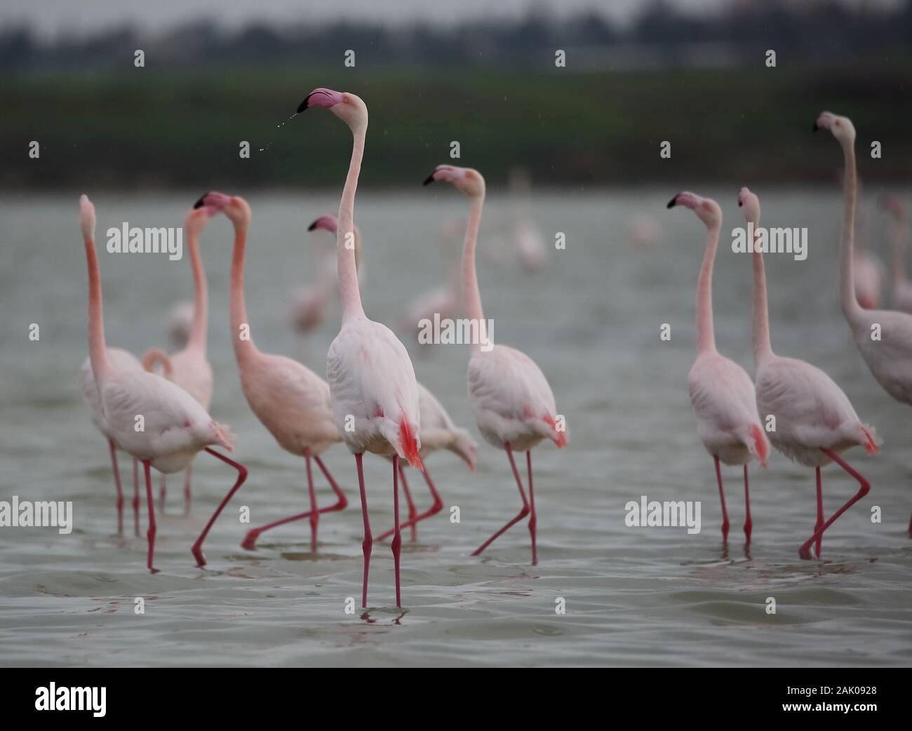 Die Gruppe der Flamingos in Salzsee in Larnaka, Zypern, bleibt dort für die Wintersaison. Stockfoto