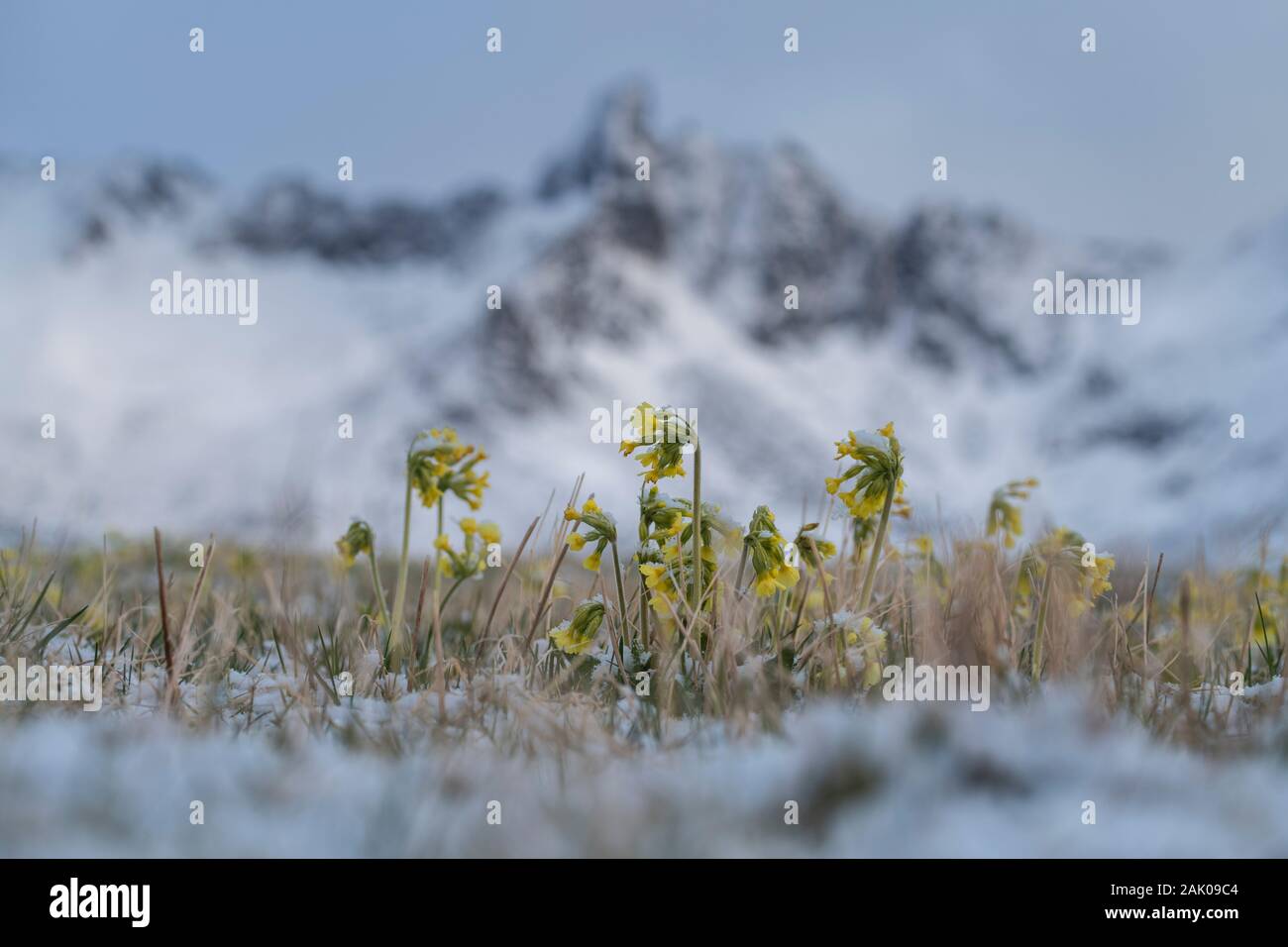 Erste Frühling Blumen beschichtet mit Abstauben des Schnees, Flakstadøy, Lofoten, Norwegen Stockfoto