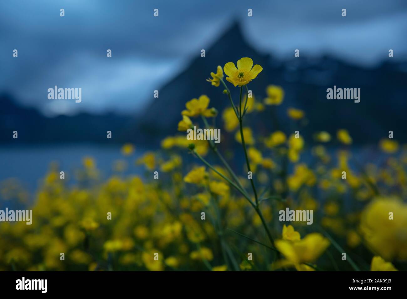 Gelbe butterblume Blumen mit Bergkulisse, Moskenesøy, Lofoten, Norwegen Stockfoto