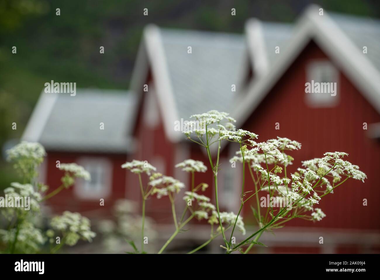 Sommer Wildblumen außen rot Rorbu Kabinen, Reine, Moskenesøy, Lofoten, Norwegen Stockfoto