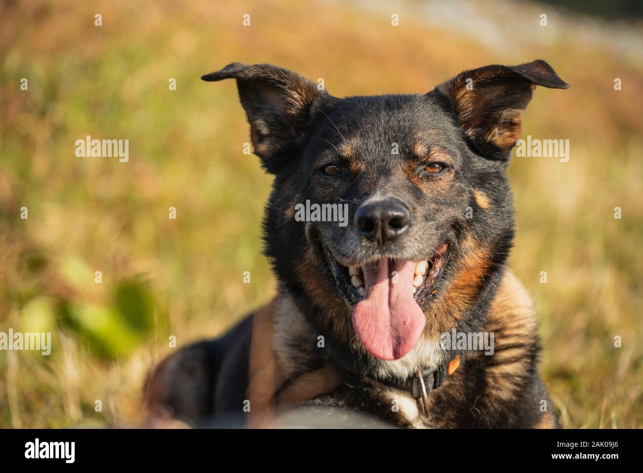 Portrait des glücklichen Hundes mit der Zunge heraus Stockfoto
