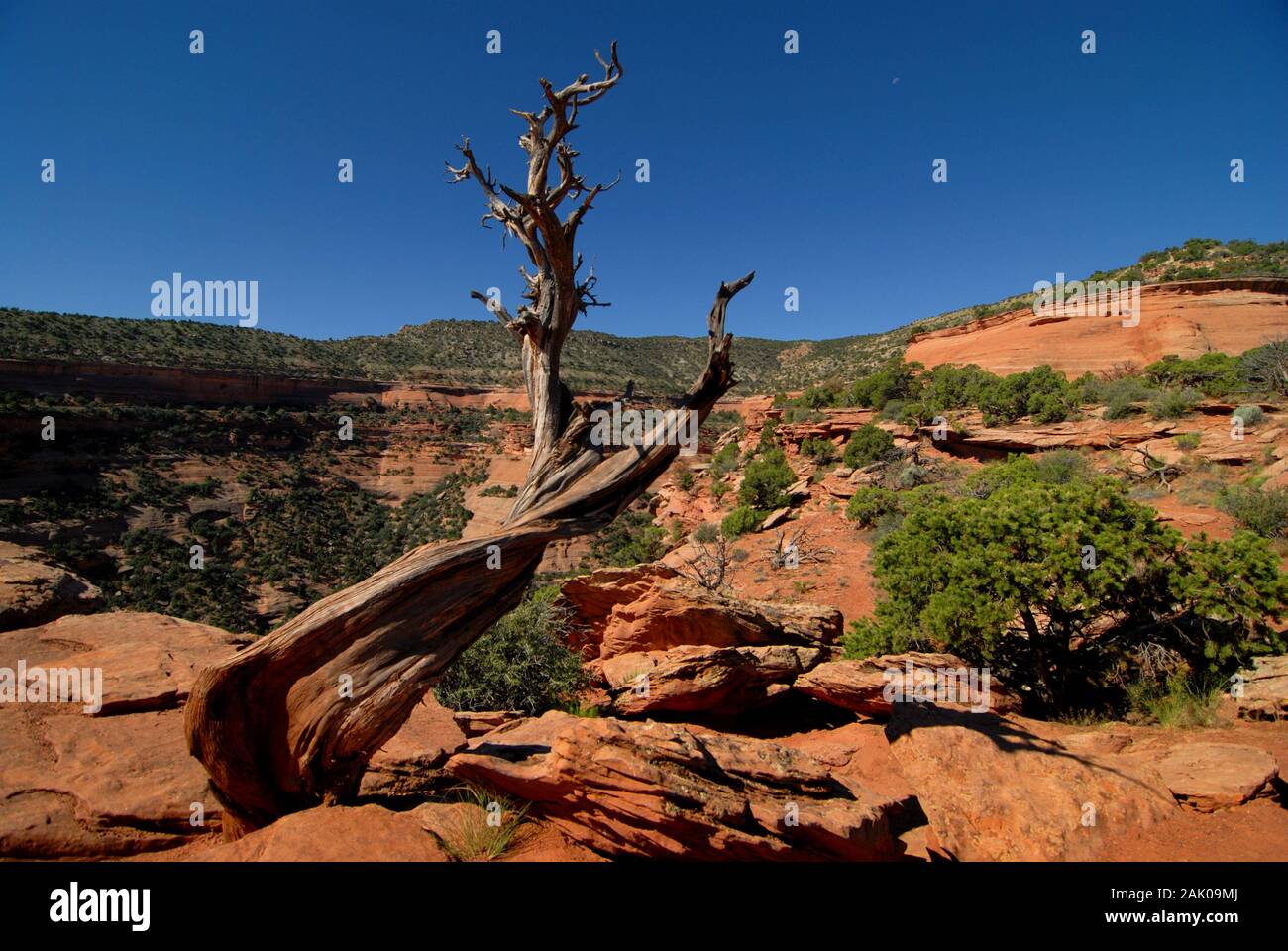Blau, Canyon, Colorado, Wüste, große Kreuzung, Hügel, Landschaft, Mount Stockfoto