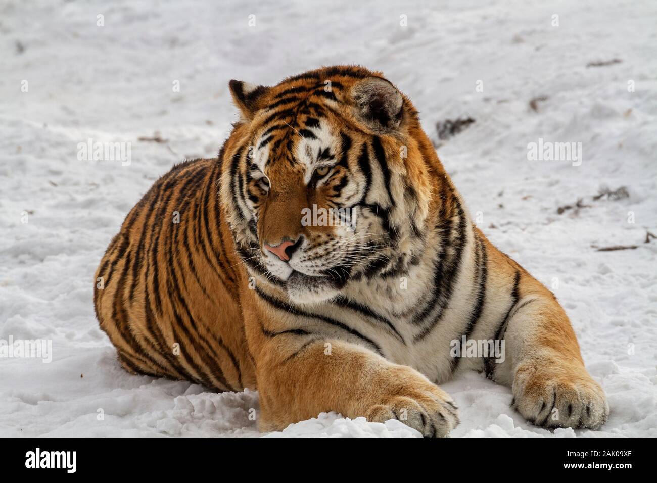 Sibirische Tiger in der tiger Conservation Park in Hailin, Provinz Heilongjiang, North East China Stockfoto