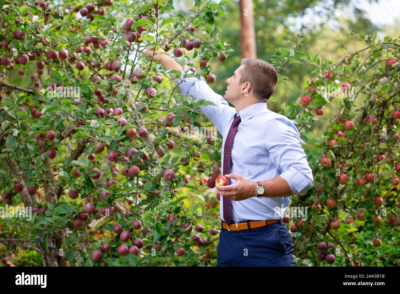 Junger Mann mit Krawatte draußen beim Apfelpflücken im Apfelgarten. Stockfoto