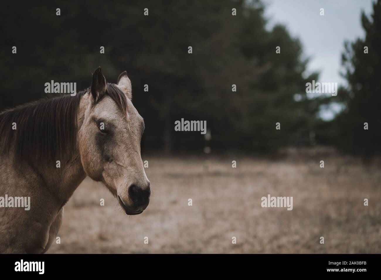 Hirschleder Pferd ein Nickerchen Stockfoto