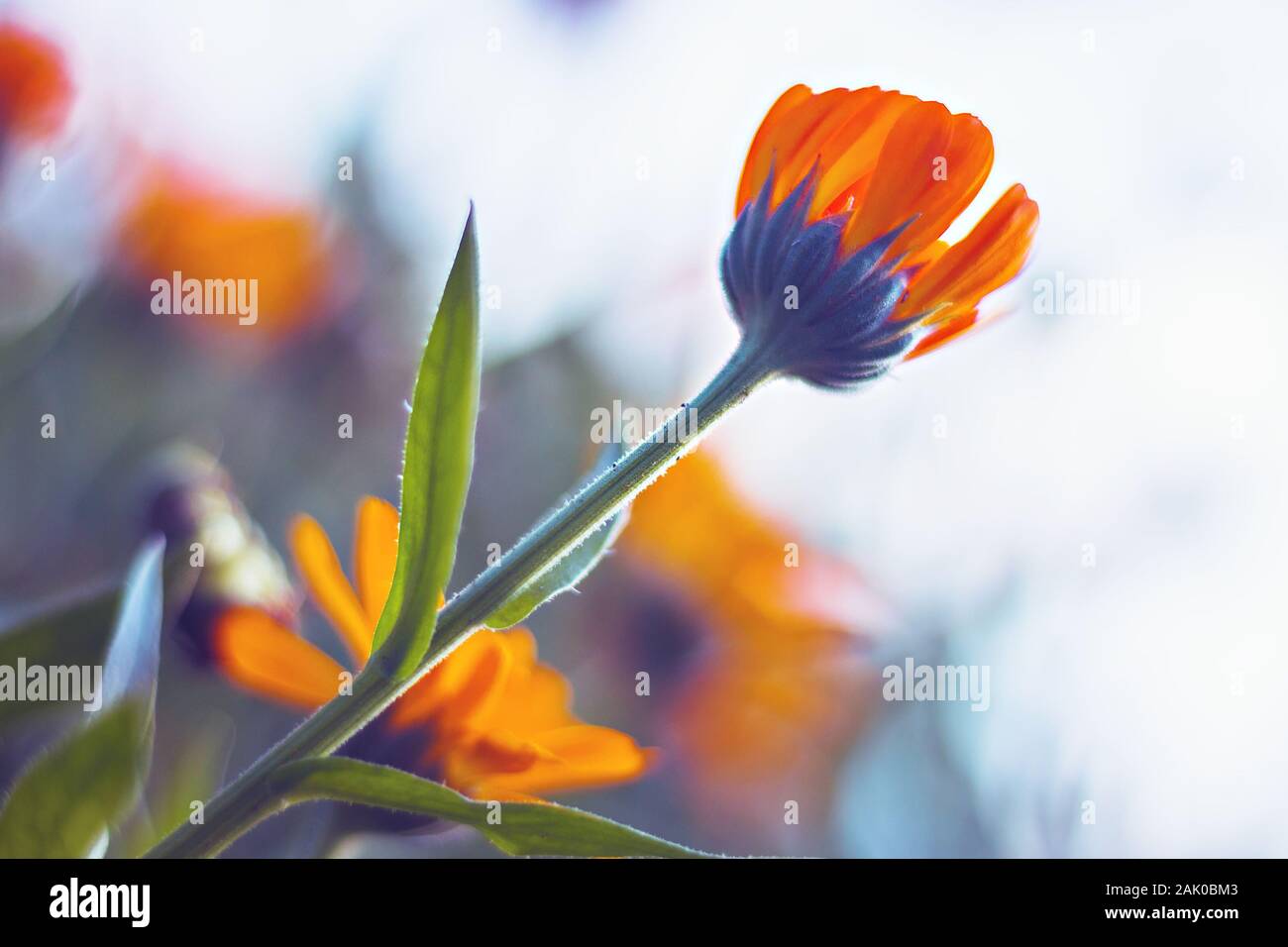 Ringelblume - schöne orange Blumen, Im Garten, bis Ansicht schließen, sonnigen Tag, verschwommenen Hintergrund Stockfoto