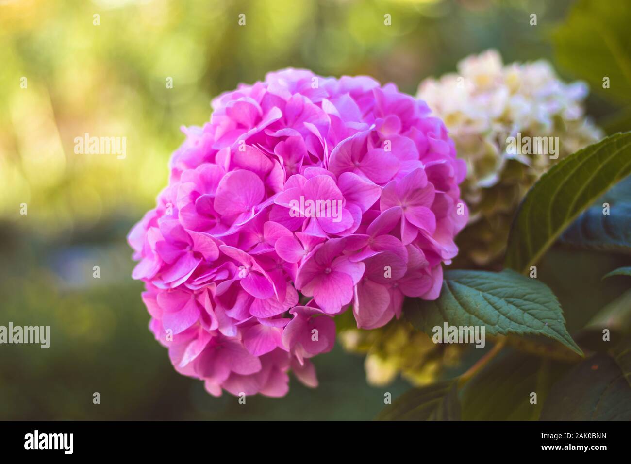 Rosa blühende Hortensienblume im Garten, Nahaufnahme, grün verschwommener Hintergrund Stockfoto