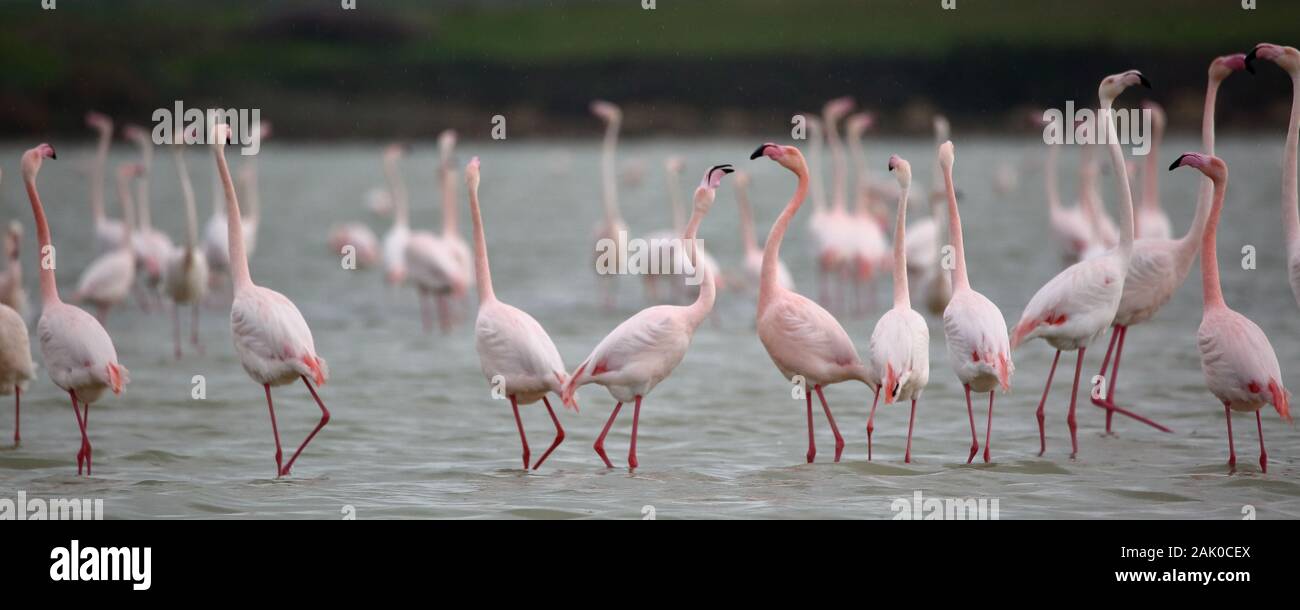 Die Gruppe der Flamingos in Salzsee in Larnaka, Zypern, bleibt dort für die Wintersaison. Stockfoto