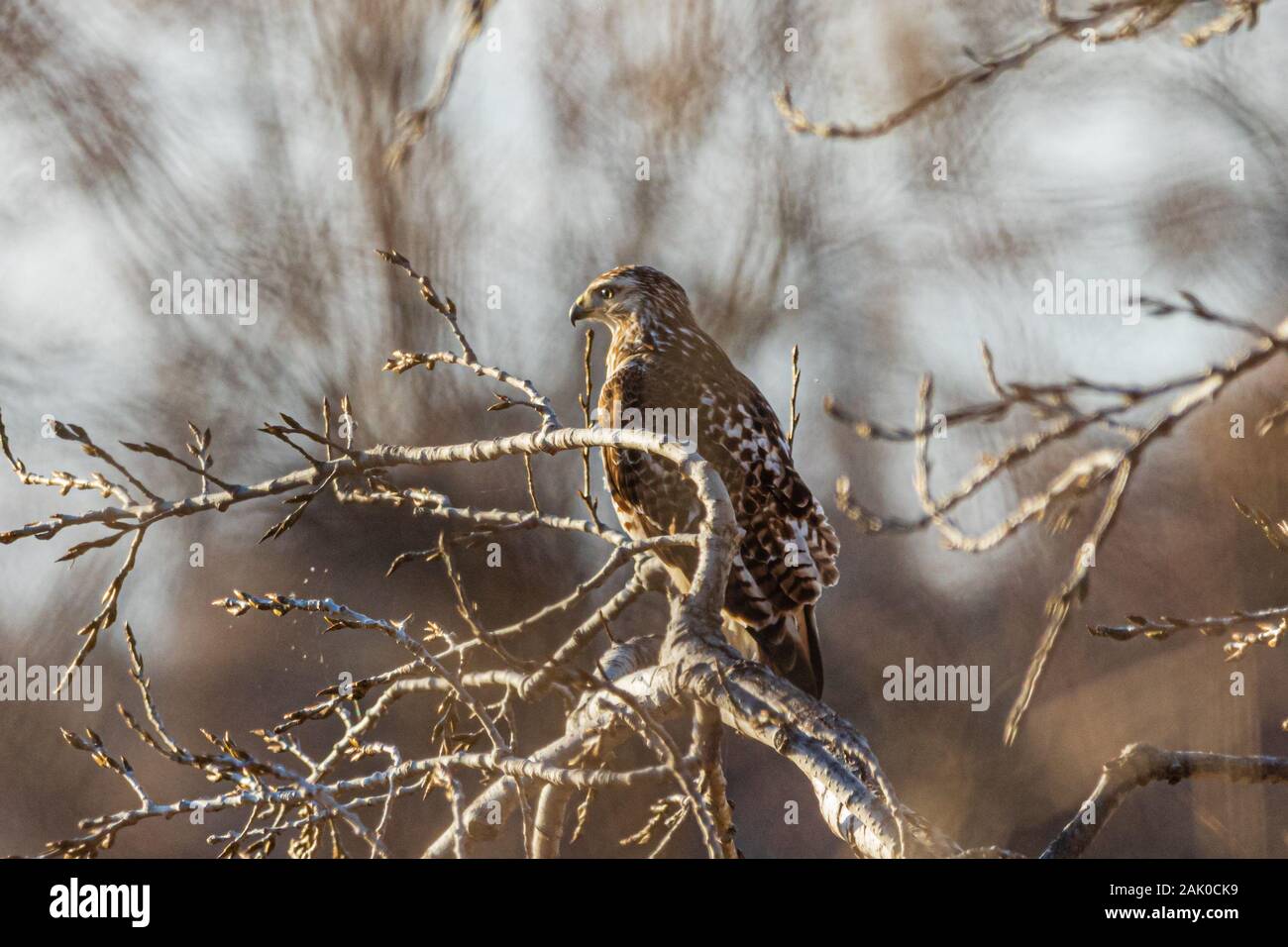 Eine Red Tailed Hawk thront auf einem Ast warten auf ihre Opfer in Vian, Oklahoma 2019 Stockfoto