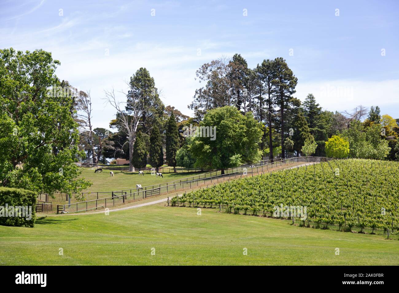 Adelaide Hills Vineyard, Adelaide, South Australia - Reben auf den Shaw und Smith Weingut im Frühjahr; Adelaide. Stockfoto