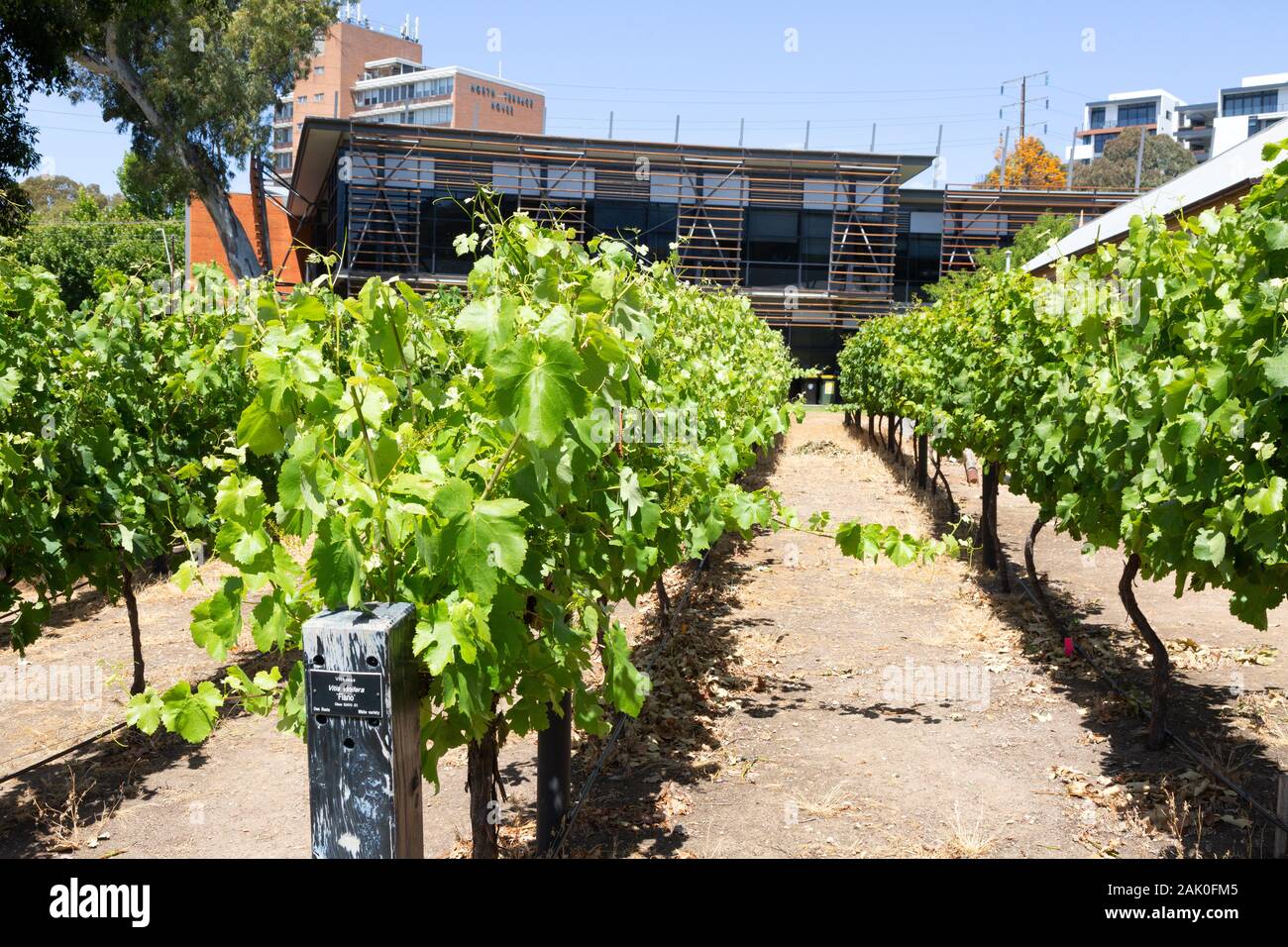 Das National Wine Centre, Adelaide, South Australia; Reben außerhalb des Zentrums von Ausbildung über Wein und Weinbau, Adelaide. Stockfoto
