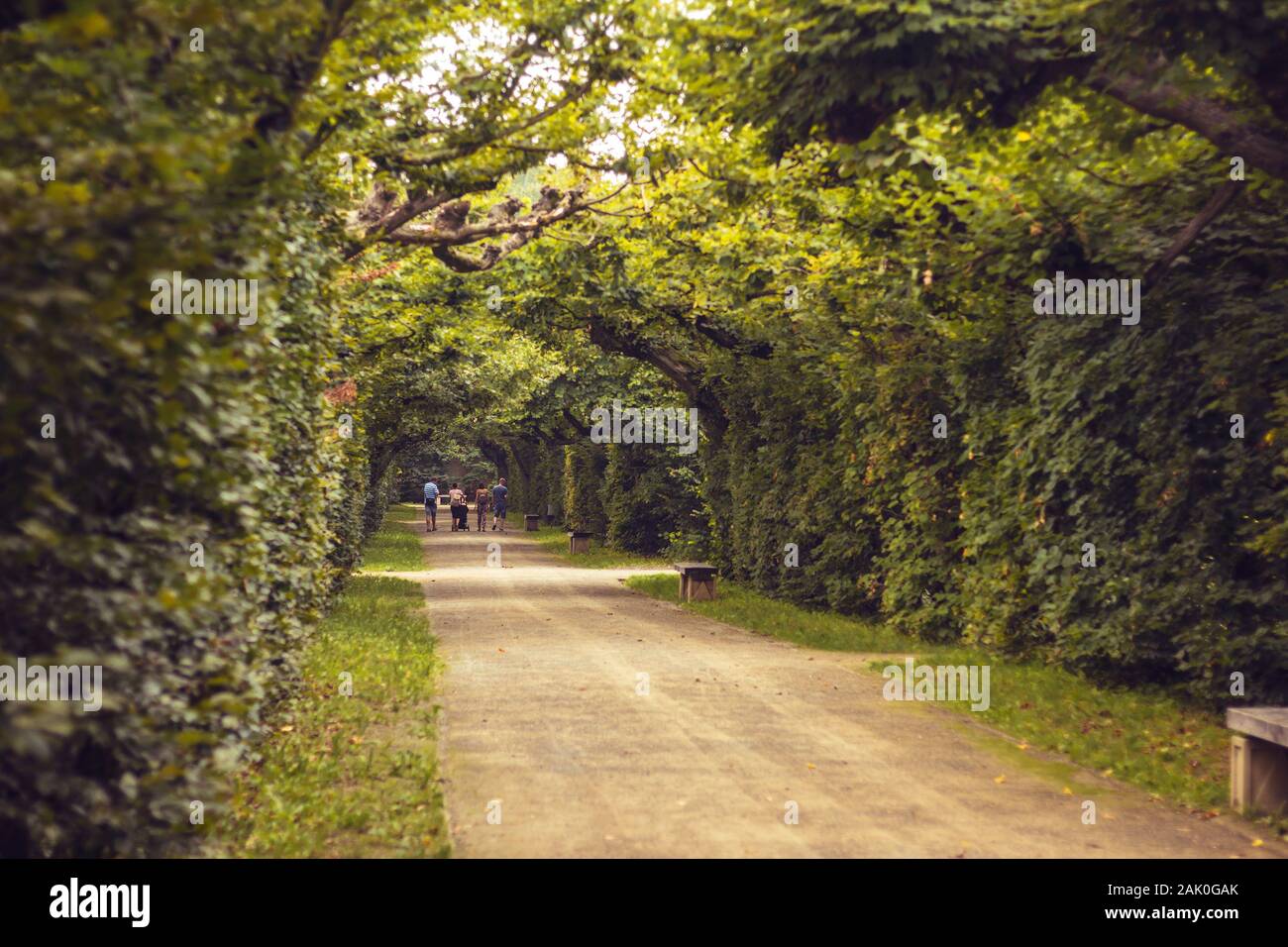 Straße durch die Gasse - Baumtunnel im Park, Menschen im Hintergrund (Blumengarten in Kromeriz, Tschechische republik) Stockfoto