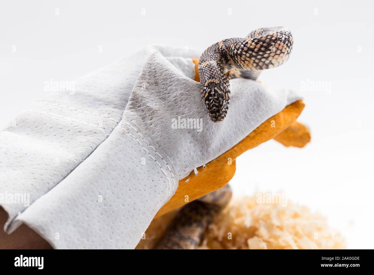 Lampropeltis getula meansi, allgemein bekannt als Apalachicola Kingsnake Stockfoto