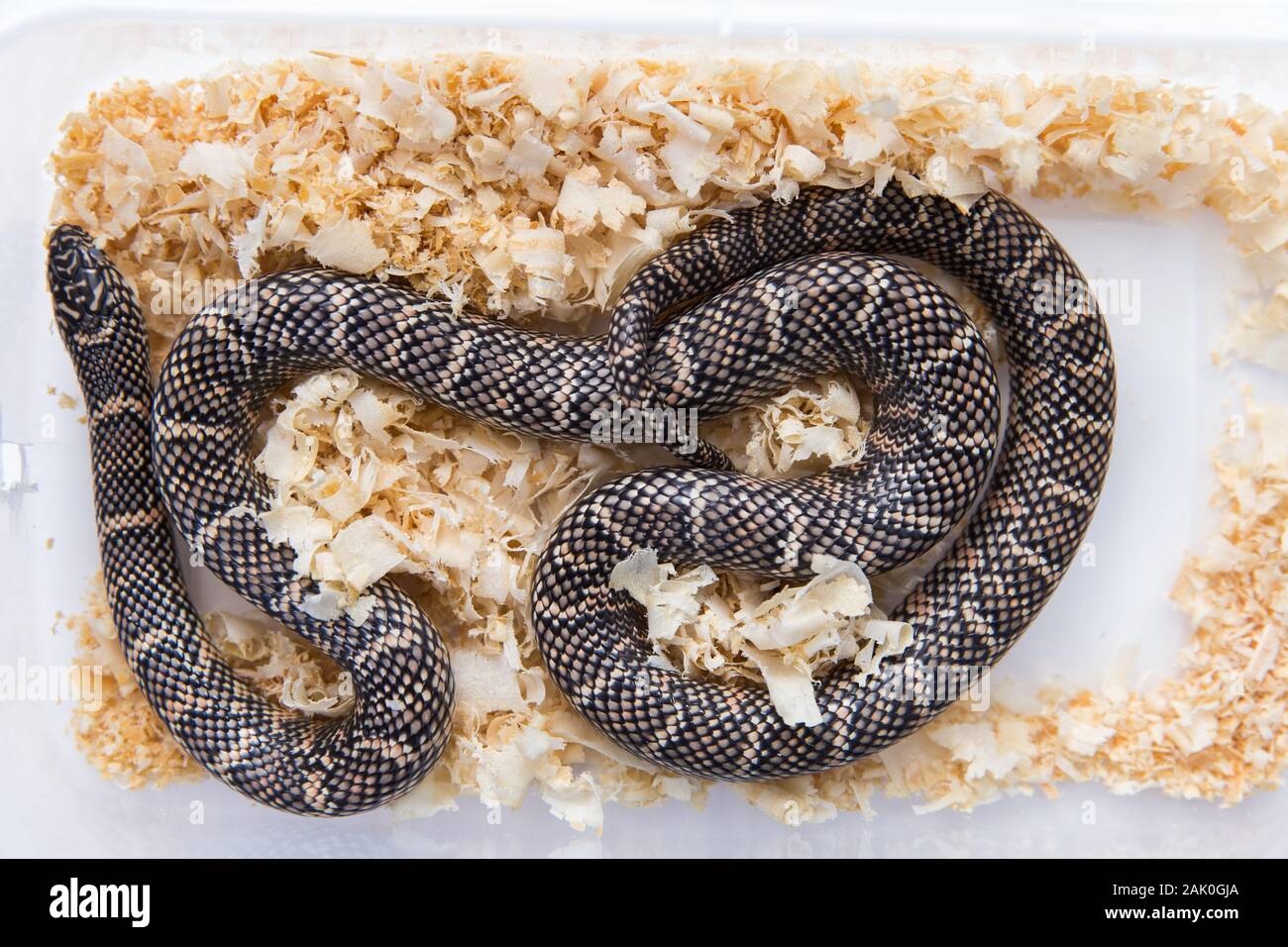 Lampropeltis getula meansi, allgemein bekannt als Apalachicola Kingsnake Stockfoto