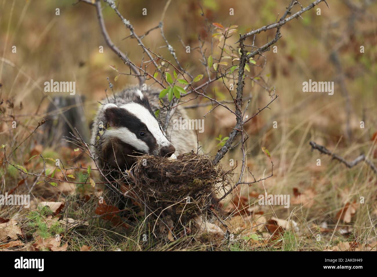 Dachs in der Nähe von Wald, tierische Natur Lebensraum, Europa. Wildlife Szene. Wild Dachs Meles meles, essen Eier aus dem Nest. Europäischen Dachses. Stockfoto