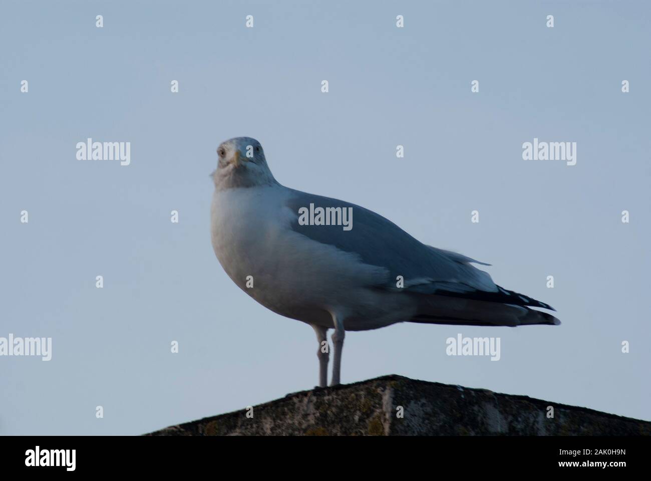 Möwe auf Leiste, Weichzeichner, Aberdeen 2020 Stockfoto