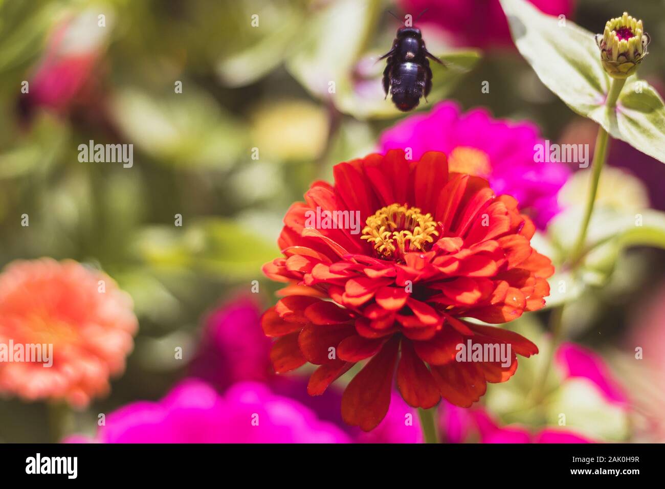 Zimmermannbiene auf Zinnia Blume, im Garten mit roten und rosa Blüten, Nahaufnahme, verschwommener Hintergrund Stockfoto