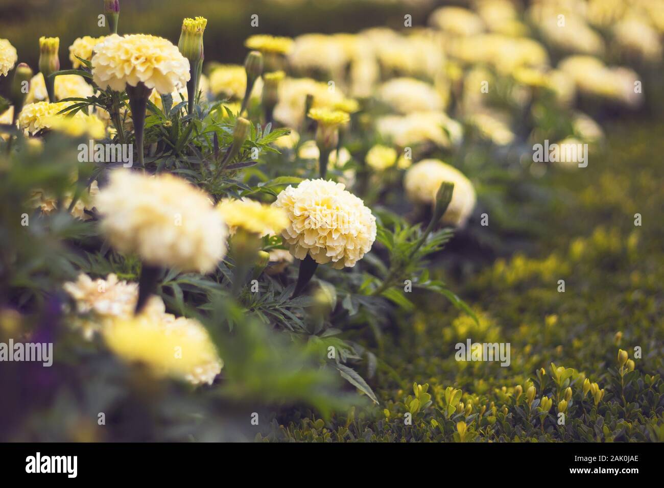Tagetes patula, die französische Ringelblume - hellgelbe Blüten im Blumenbeet Stockfoto