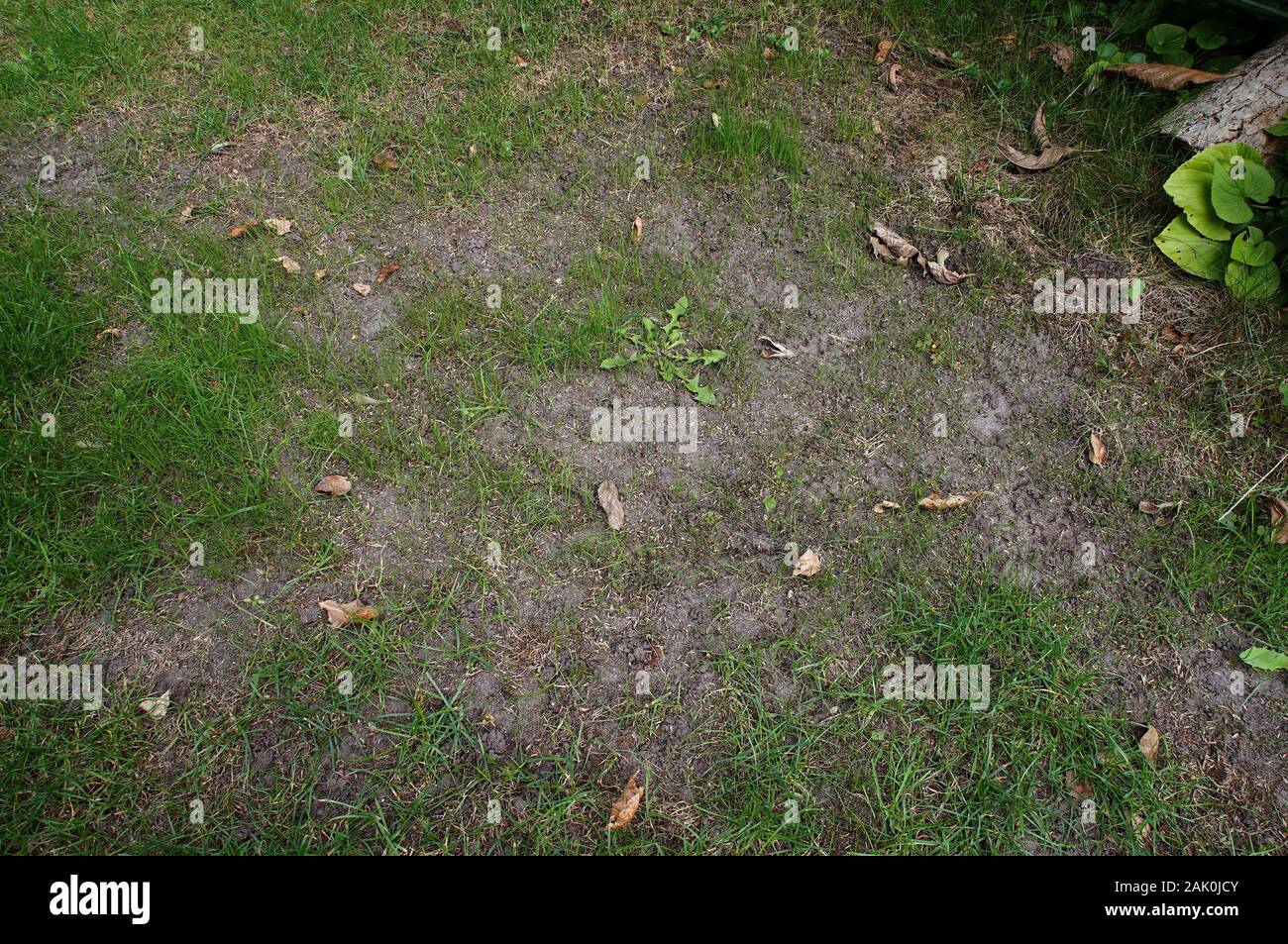 Trockenes und strapaziertes Rasen nach einem heißen Sommer Stockfoto