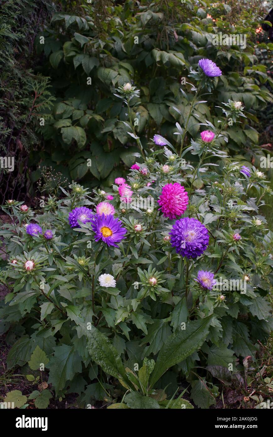 Flower Bed von bunten Astern im Garten Stockfoto