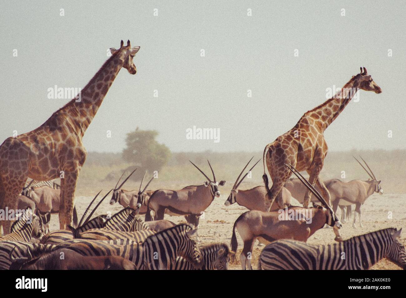 Giraffen vor der Oryx und Zebras in Namibia (Afrika) Stockfoto