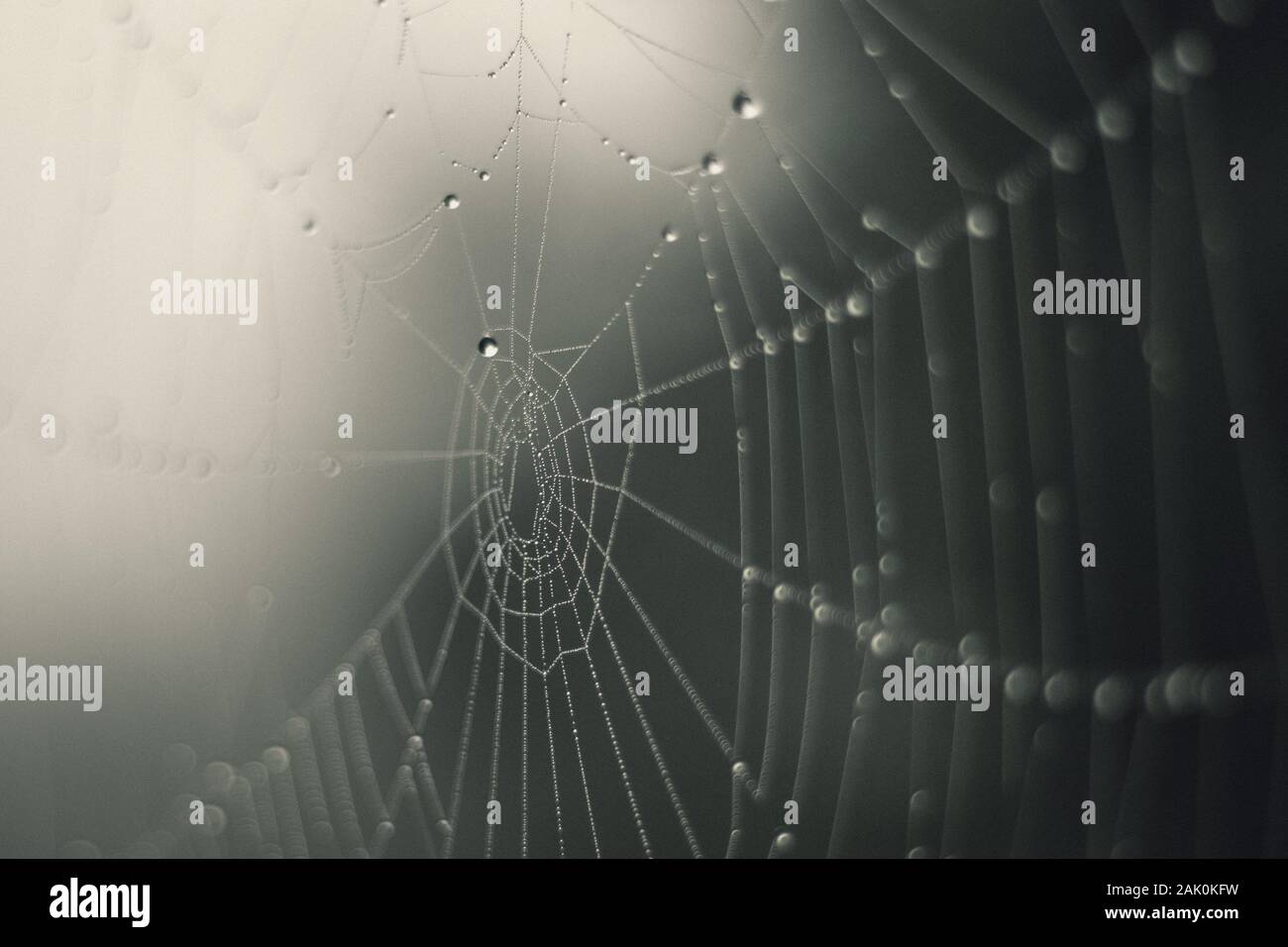 Spinnennetz - Tropfen des Morgentaus auf einem Spinnennetz im Nebel, verschwommener Hintergrund Stockfoto