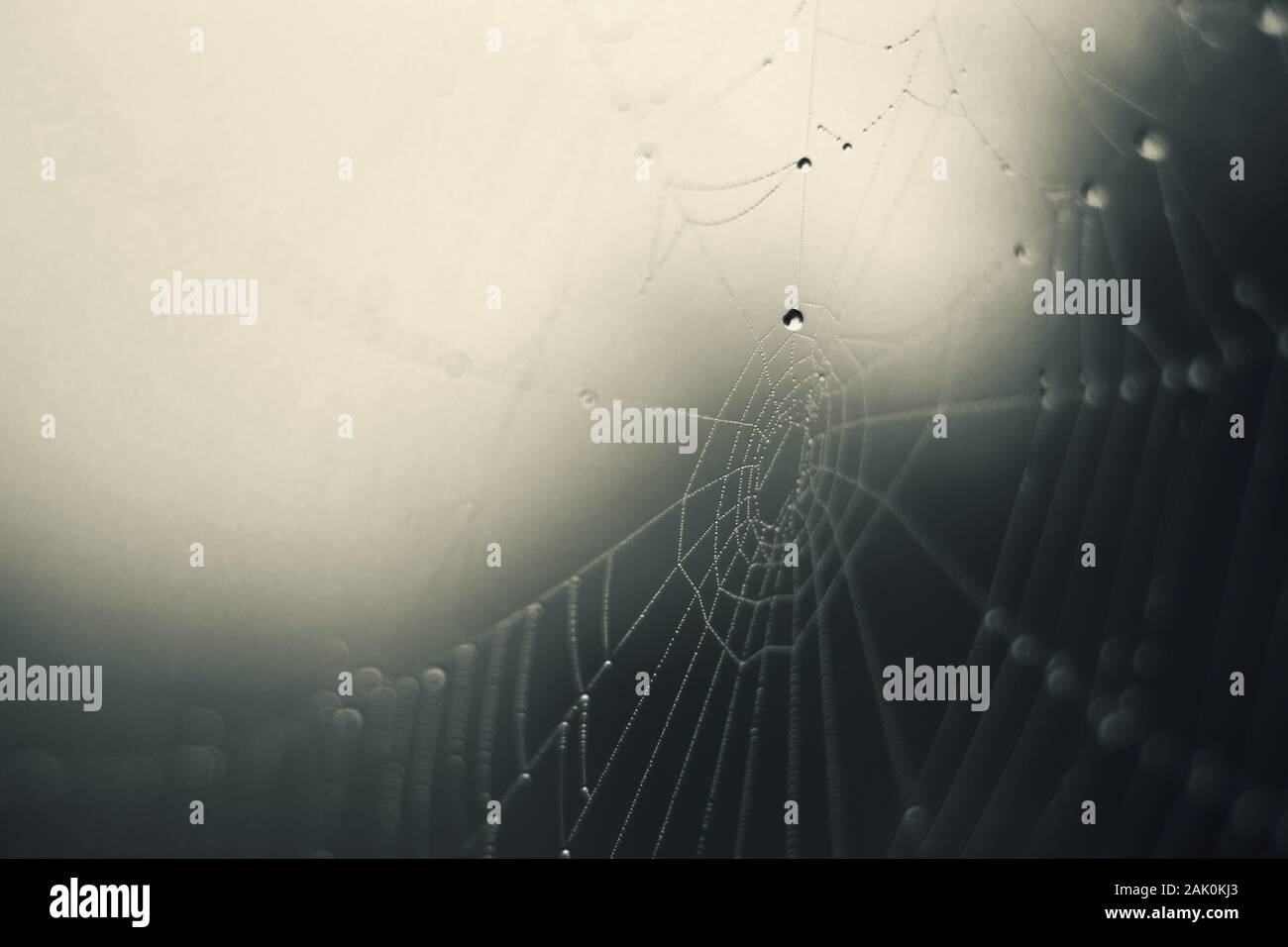 Spinnennetz - Tropfen des Morgentaus auf einem Spinnennetz im Nebel, verschwommener Hintergrund Stockfoto