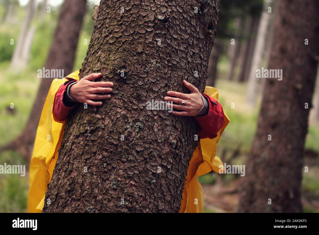 Frau im Wald - Hände umarmen Baumstamm im Wald nach Regen Stockfoto
