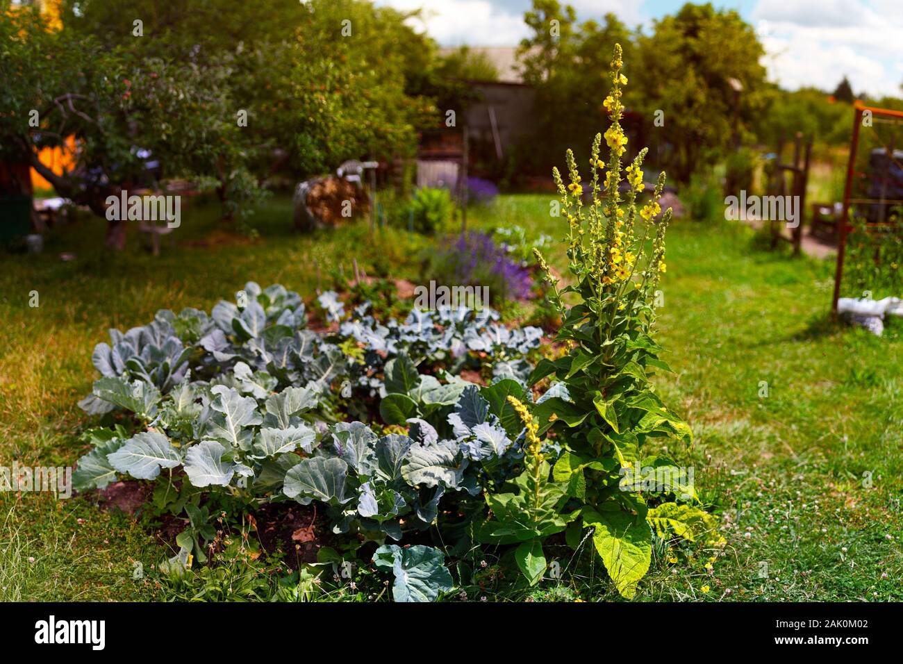 Kohlrabi und blühende Königskerze in einem Blumenbeet in einem ländlichen Garten Stockfoto