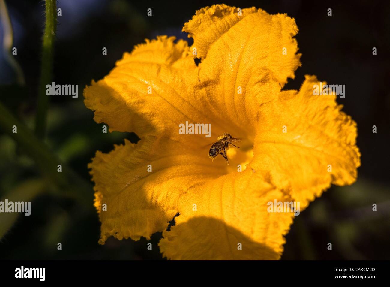 Biene auf Blume - Biene bestäubt gelbe Kürbisblume, sonnigen Sommertag, Nahaufnahme Stockfoto