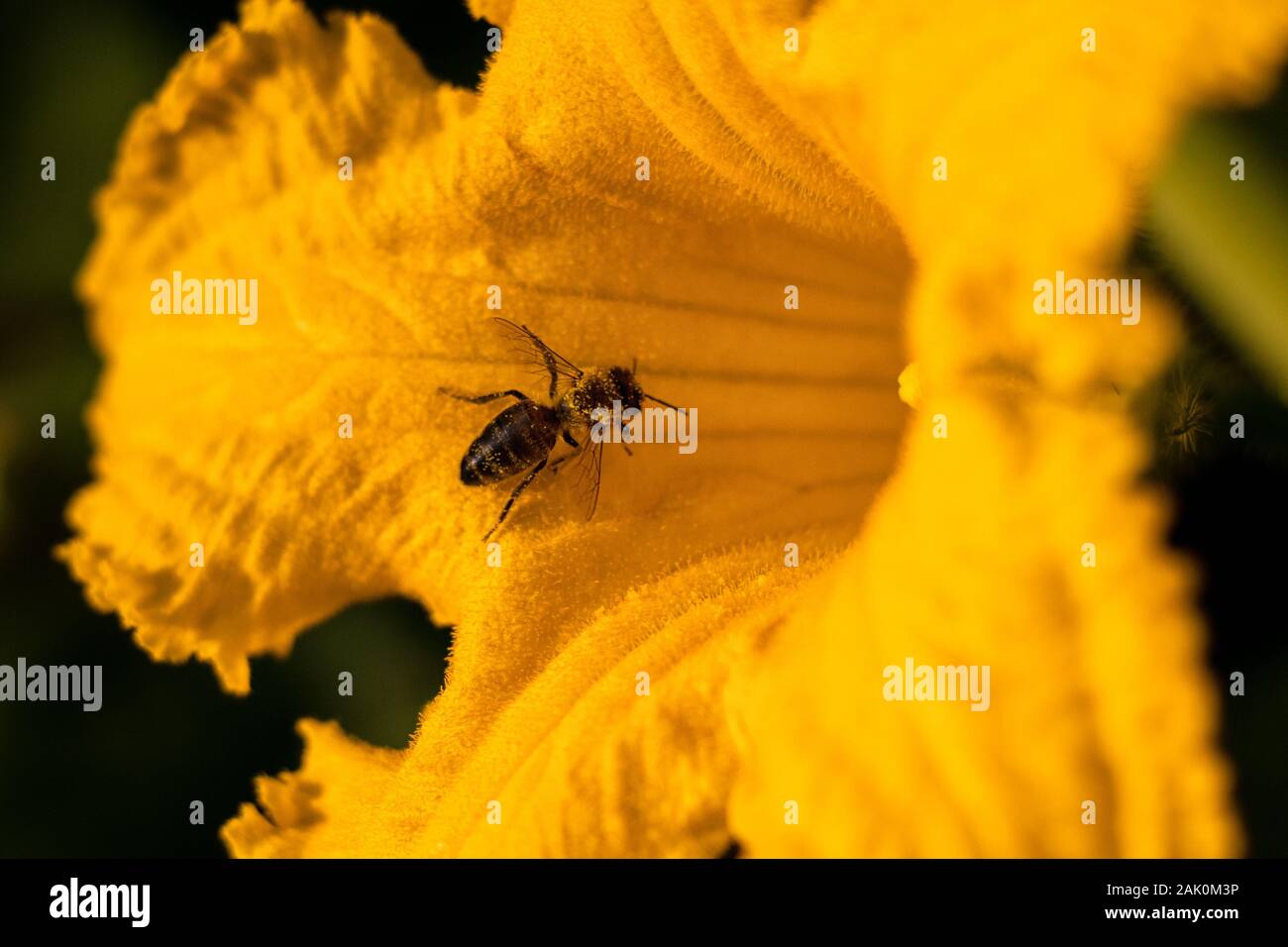 Biene auf Blume - Biene bestäubt gelbe Kürbisblume, sonnigen Sommertag, Nahaufnahme Stockfoto