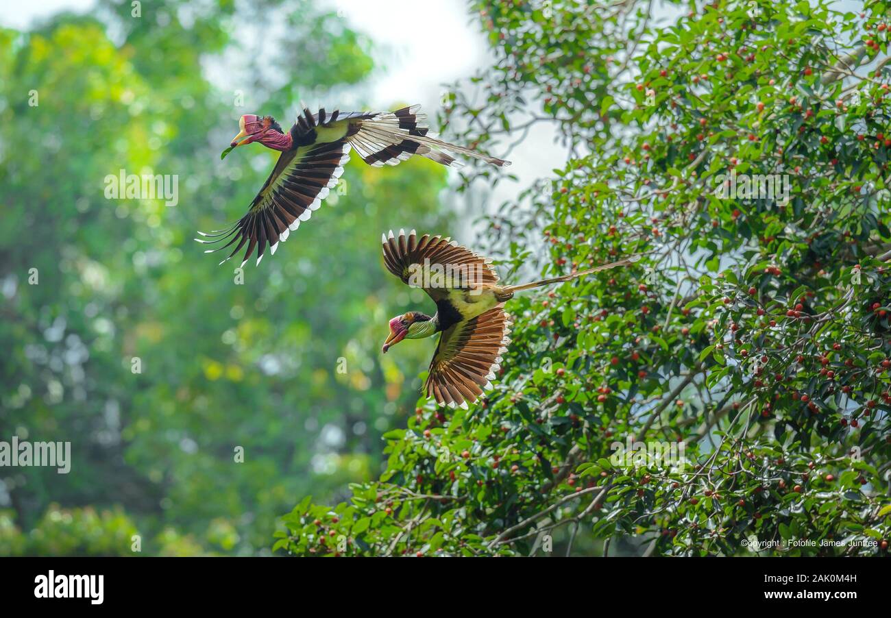 Die Behelmten Nashornvogel (Rhinoplax vigil) Stockfoto