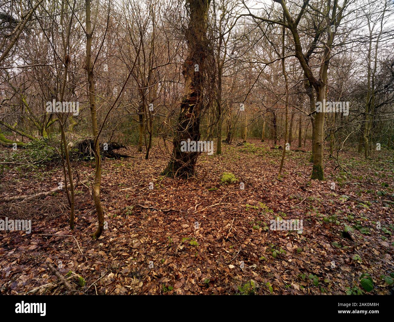Abstrakte natürliche Landschaft, Solidität und Struktur, mit Vordergrundbaum in Waldlage, London, England, Großbritannien, Europa Stockfoto