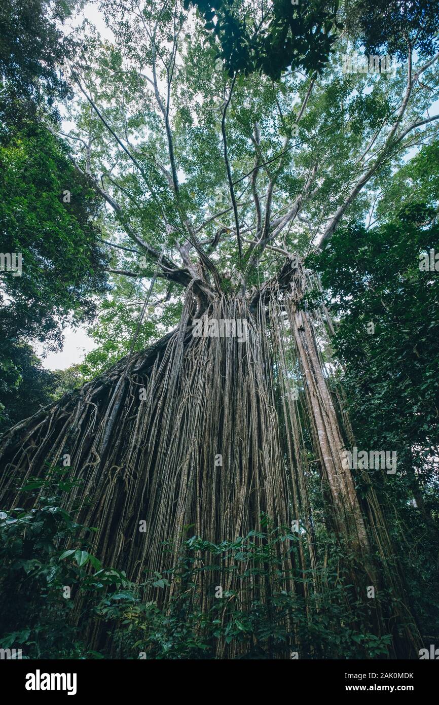 Alten grossen Feigenbaum in Australien Stockfoto