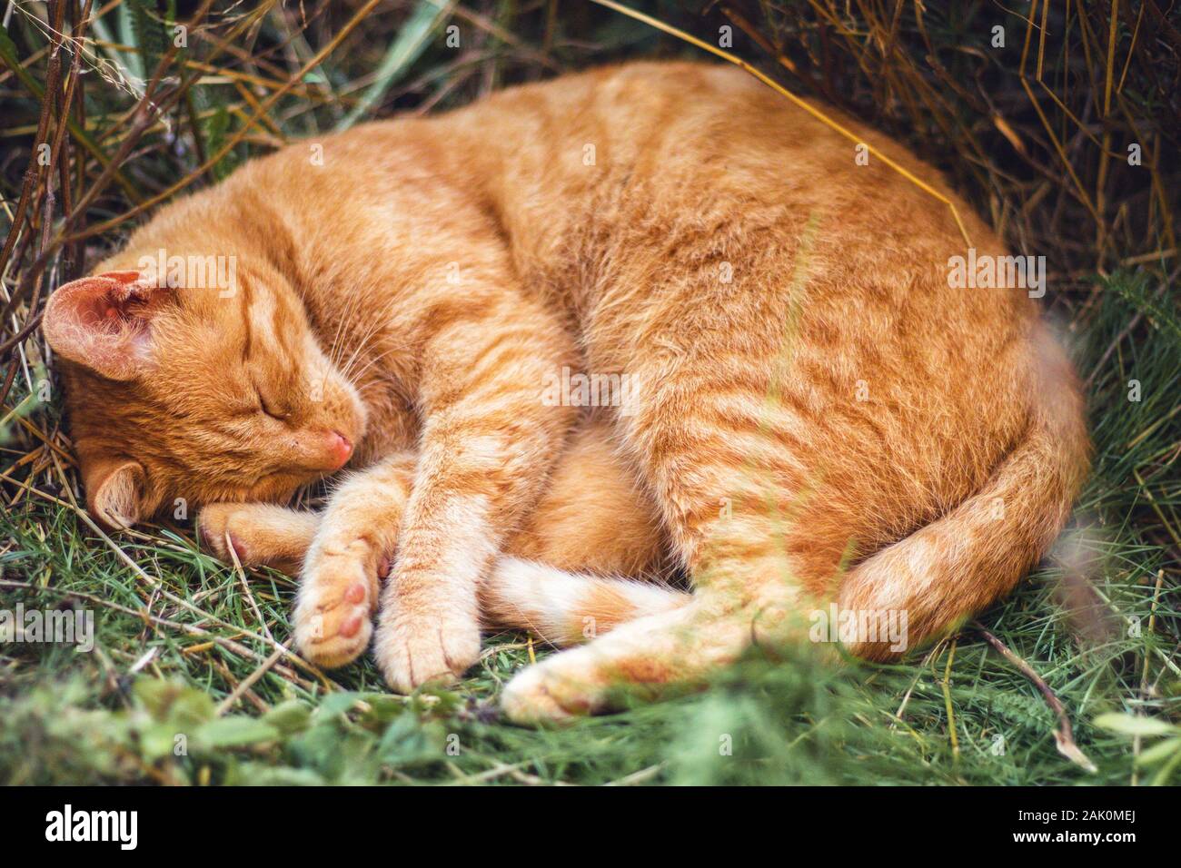 Schlafende rote Katze - an einem heißen Sommertag ist sie in einem Schatten in einem Blumenbeet versteckt und ruht sich aus Stockfoto