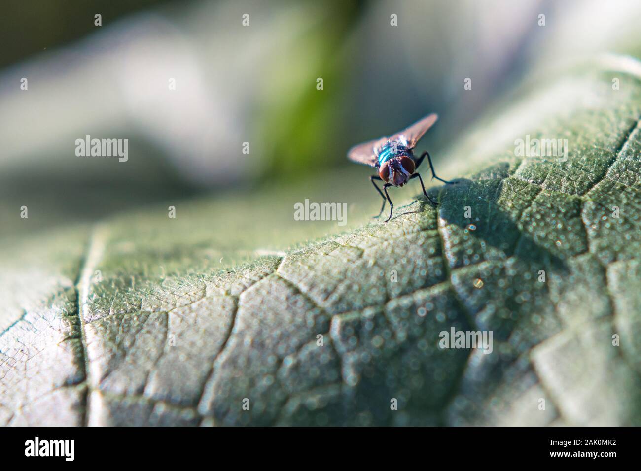 Fliegen Sie auf großen grünen Kürbisblatt, Nahaufnahme Stockfoto