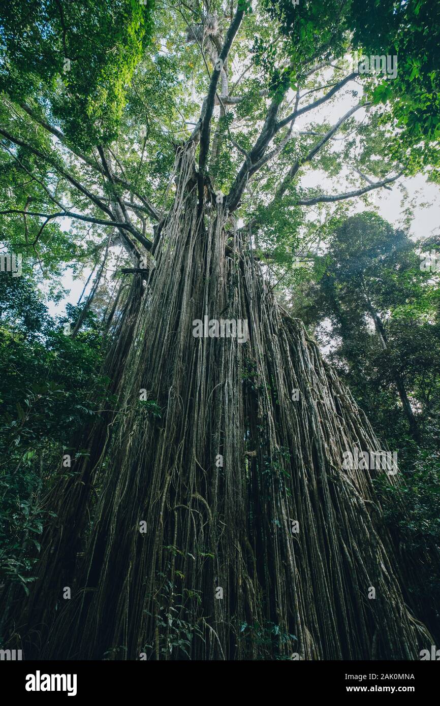 Alten grossen Feigenbaum in Australien Stockfoto