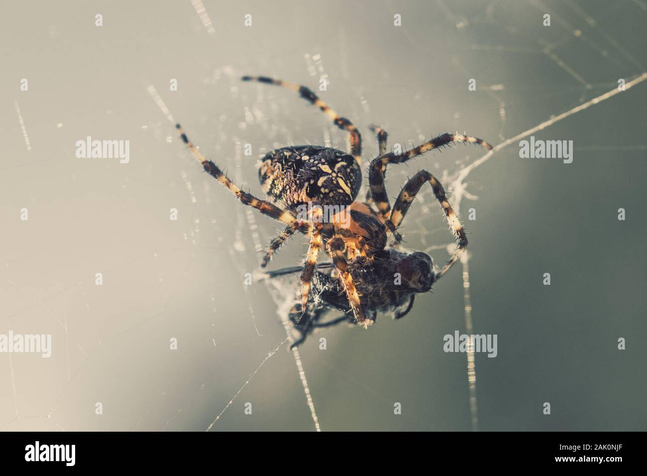 Kreuzspinne auf einem Netz mit Beute gefangen, Nahaufnahme Stockfoto