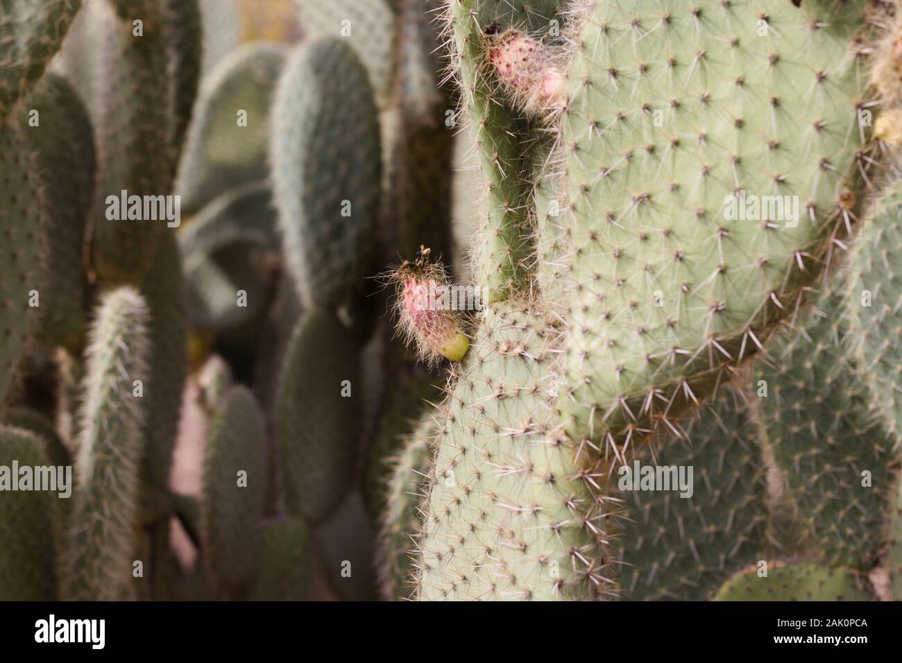 Nahaufnahme von einem Kaktus mit ein paar roten Knospen heraus wächst. Stockfoto
