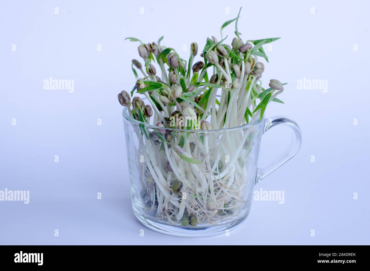 Mungbean Sprößlinge in einem Glas auf weißem Hintergrund Stockfoto