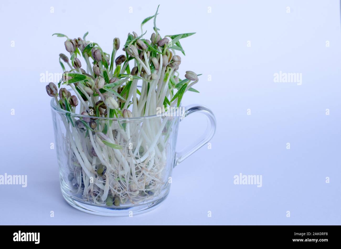 Mungbean Sprößlinge in einem Glas auf weißem Hintergrund Stockfoto