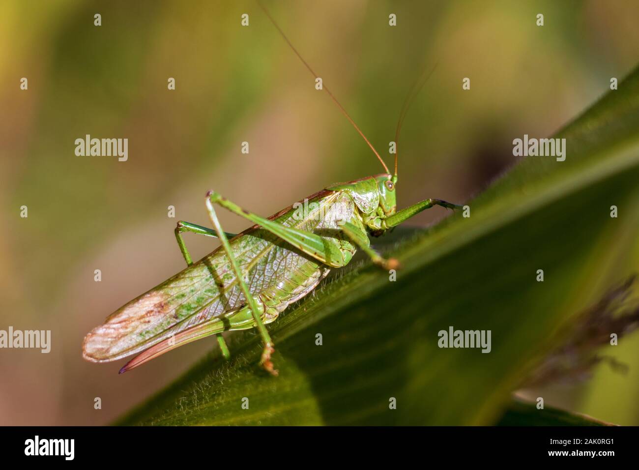 Grasshopper auf einem Blatt - Nahaufnahme der großen grünen Busch-Grille ein Maisblatt (Tettigonia viridissima) Stockfoto