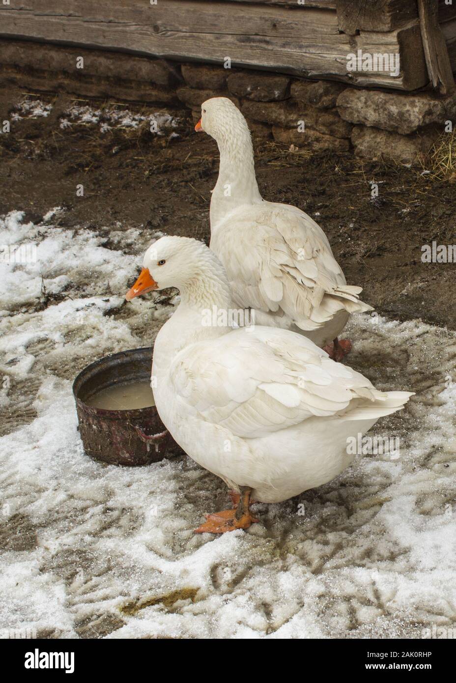 Gänse auf einem verschneiten Hinterhof im Freien. Es gibt Spuren von Tieren rund um den Schnee. Stockfoto