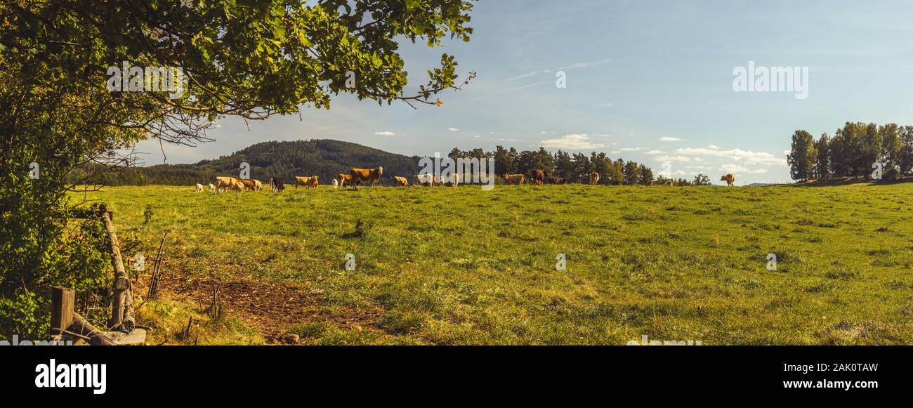 Rindervieh - Herde von Kühen, die in der Weide in der Hügellandschaft weiden, grasige Wiese im Vordergrund, Bäume und Wälder im Hintergrund, blauer Himmel Stockfoto